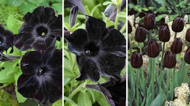17 Stunning Black Plant Garden Ideas for a Unique Touch