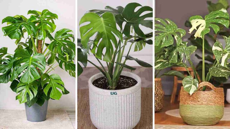 15 Stunning Monstera Plant Varieties You Need to Know About