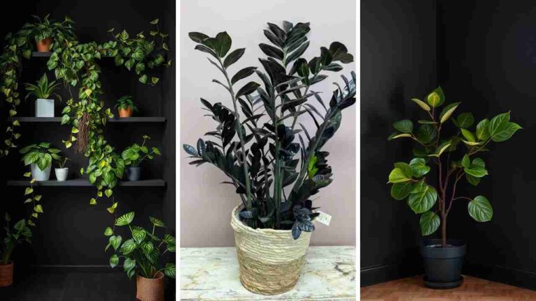 11 Stunning Black Rooms Transformed with Lush Plants