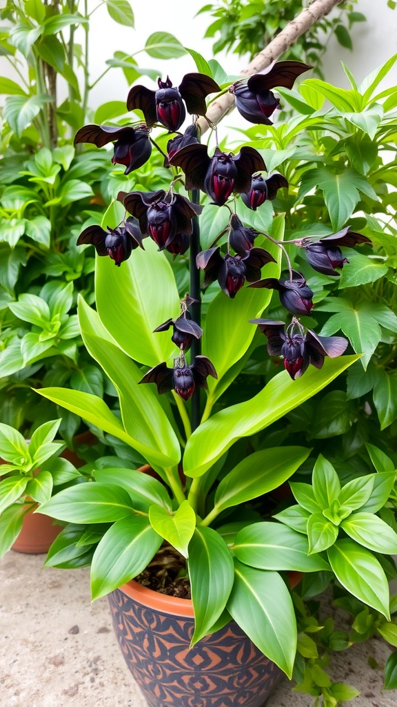A Black Bat Plant with striking dark flowers resembling bats and vibrant green leaves.