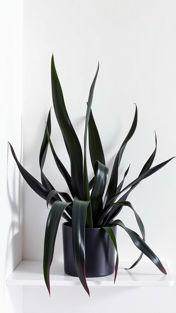 A Black Coral Snake Plant with long, dark leaves in a modern pot on a white shelf.