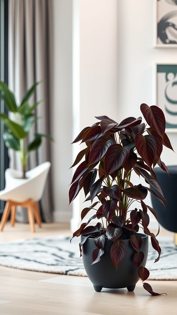 A Black Queen Philodendron in a modern indoor setting, showcasing its dark leaves in a stylish pot.