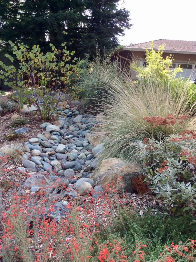 Stone path through rain garden