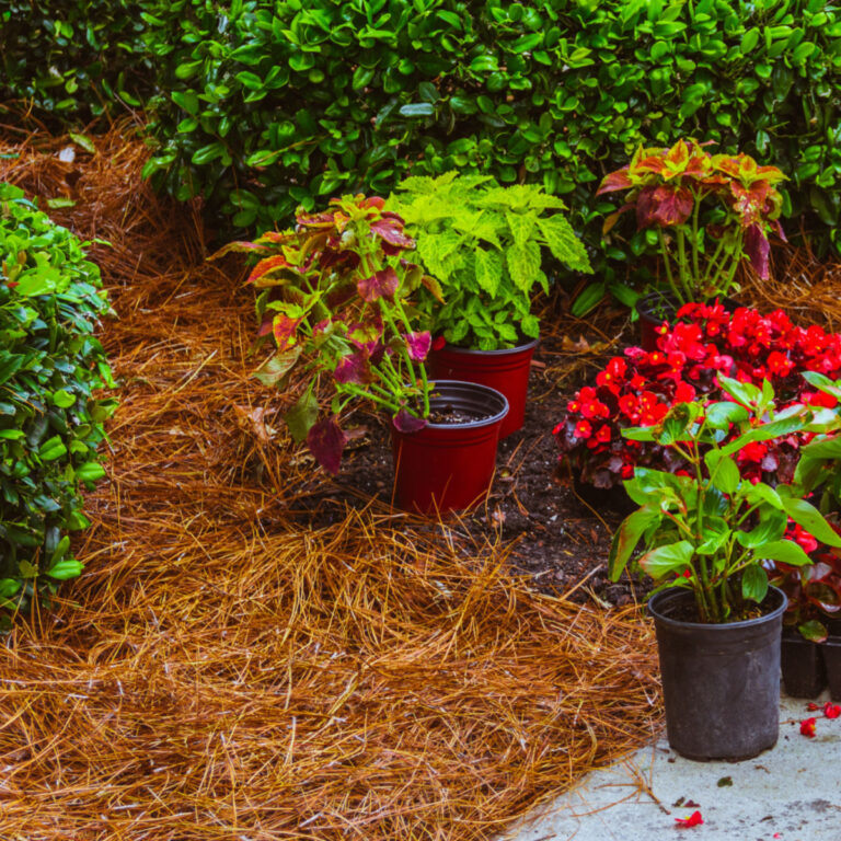 11 Garden Mulching Ideas for a Lush, Low-Maintenance Landscape