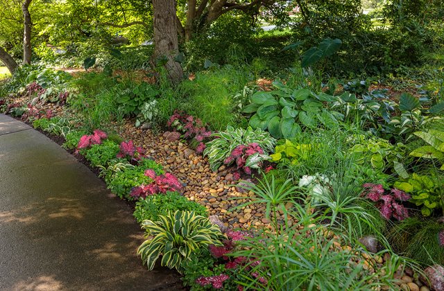 Colorful flowers in a rain garden