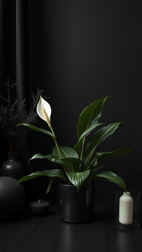 A serene indoor space featuring a Peace Lily plant among black decor elements.