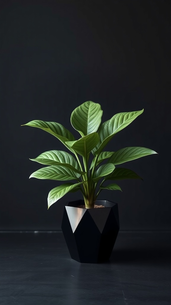 ZZ plant in a stylish black pot