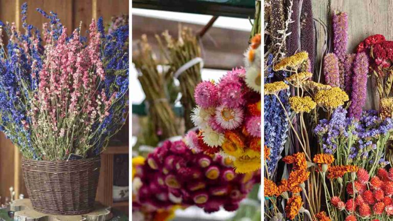 35 Best Flowers for Drying and Arranging
