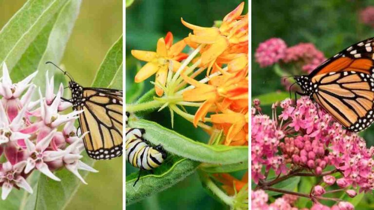 19 Fascinating Facts About Milkweed Plants You Need to Know