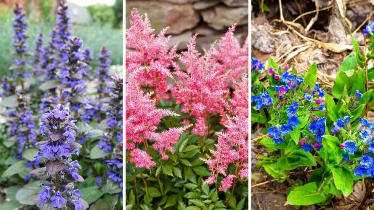 25+ Gorgeous Shade-Loving Perennials for Your Garden