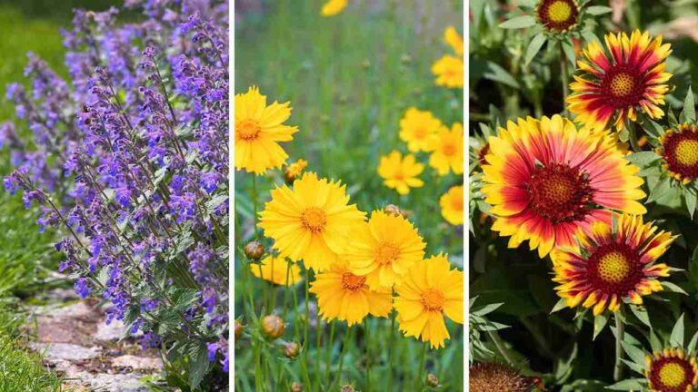 23+ Stunning Long Blooming Perennials for Your Garden