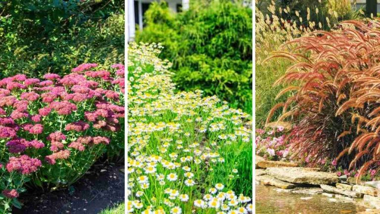 15+ Creative No Mow Lawn Ideas for a Beautiful Backyard