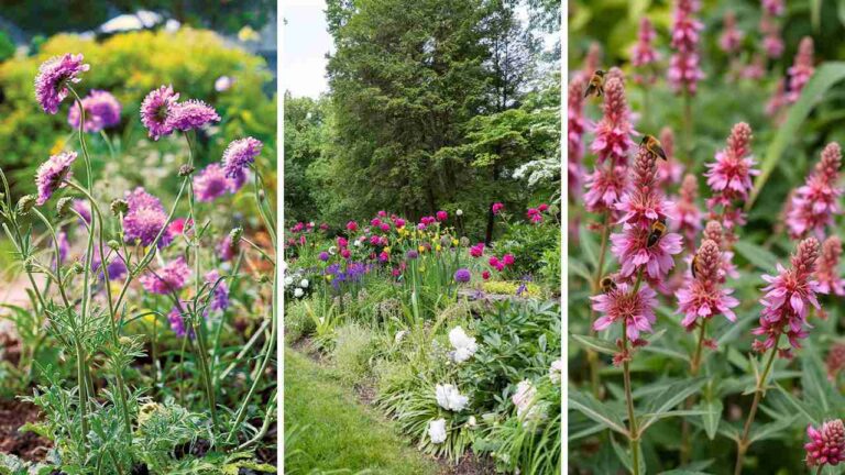 21 Stunning Full Sun Perennials for a Vibrant Garden