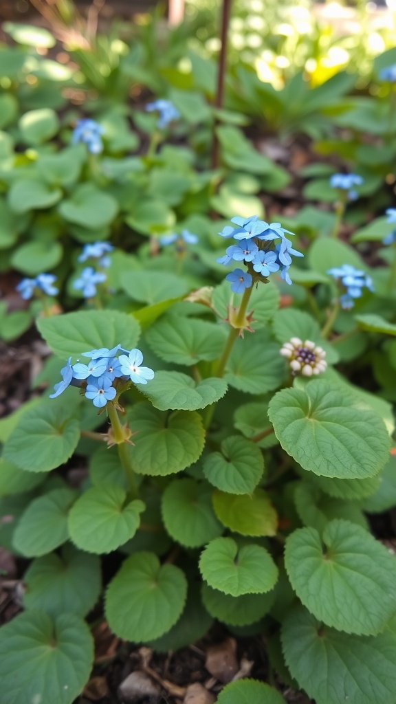 Brunnera flowers with blue blooms and green leaves in a garden setting.