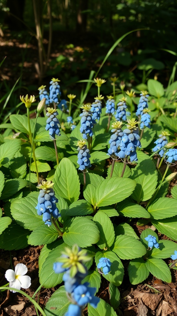 Clusters of blue flowers of Pulmonaria surrounded by green leaves in a shaded area.