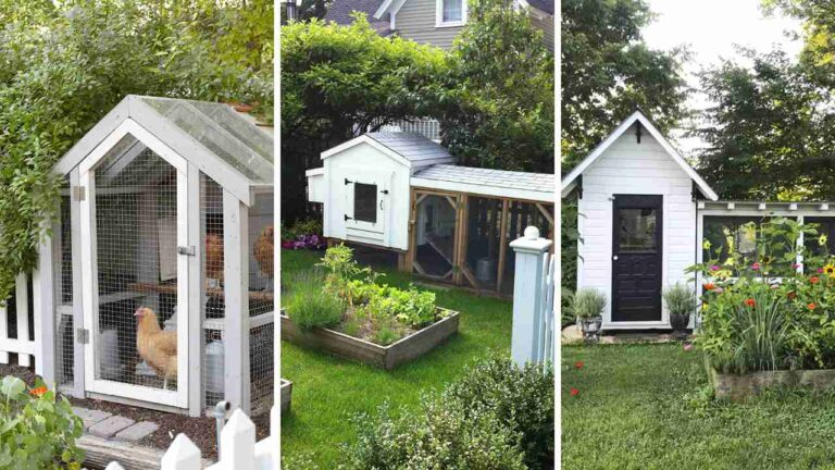 25+ Creative Chicken Coop and Garden Layout Ideas