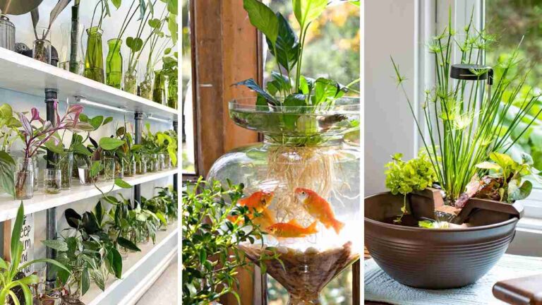 Indoor Water Garden Setup Tips for Small and Large Spaces