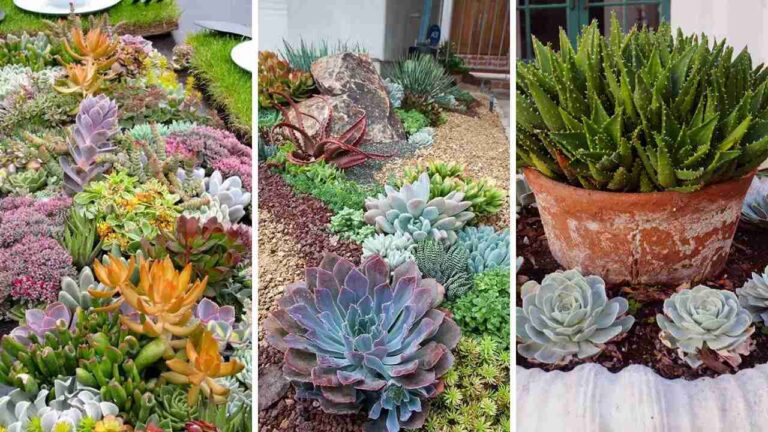25+ Stunning Succulent Garden Design Ideas to Inspire Your Green Thumb