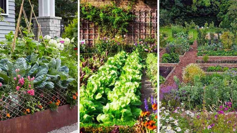 25+ Creative Vegetable Garden Layout Ideas for a Bountiful Harvest