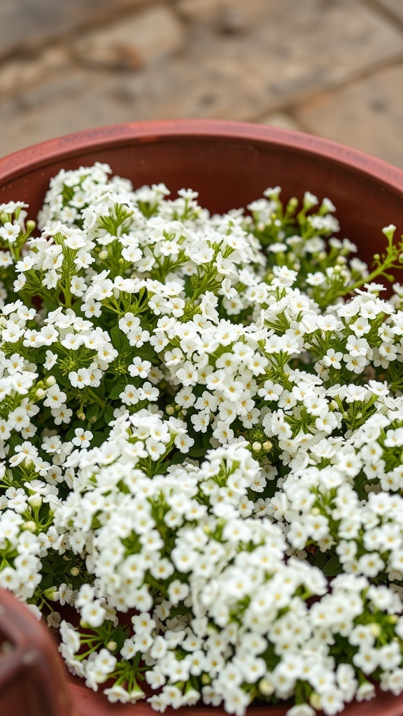 A pot filled with blooming white Sweet Alyssum flowers.