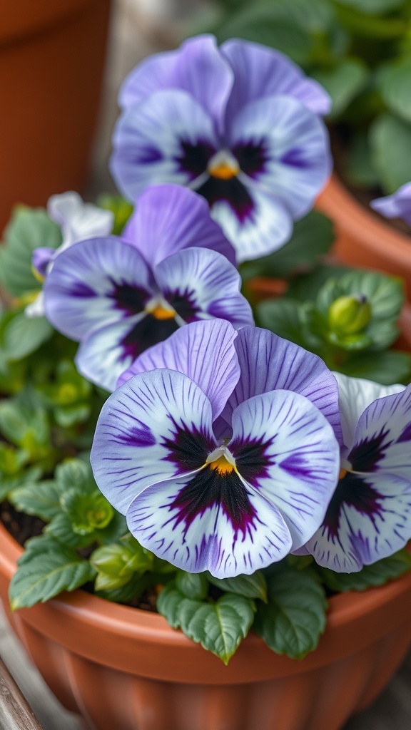 A close-up of delicate pansies in a terracotta pot, showcasing their vibrant violet and white petals.