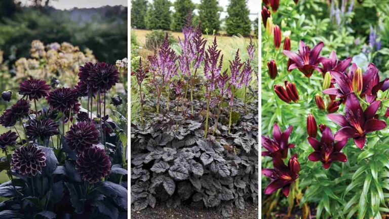15 Enchanting Goth Garden Plants for a Dark Aesthetic