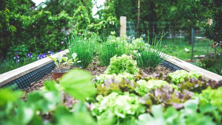 Garden Soil 101: A Beginner’s Guide to Growing With Confidence