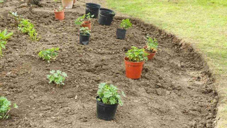 How to Start a Garden From Scratch