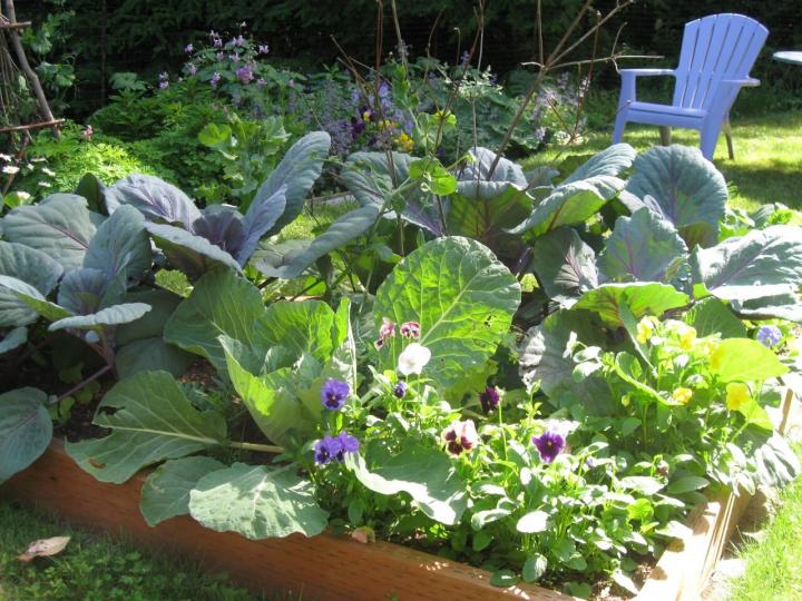 Cabbages and Flowers