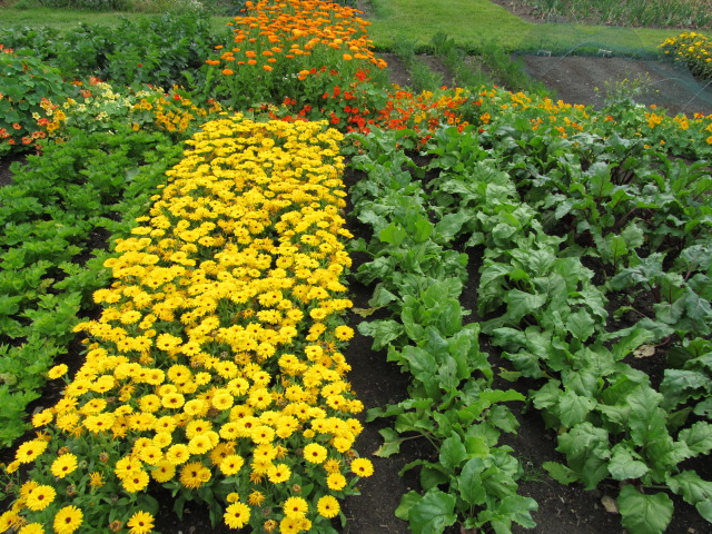 Marigolds and Greens