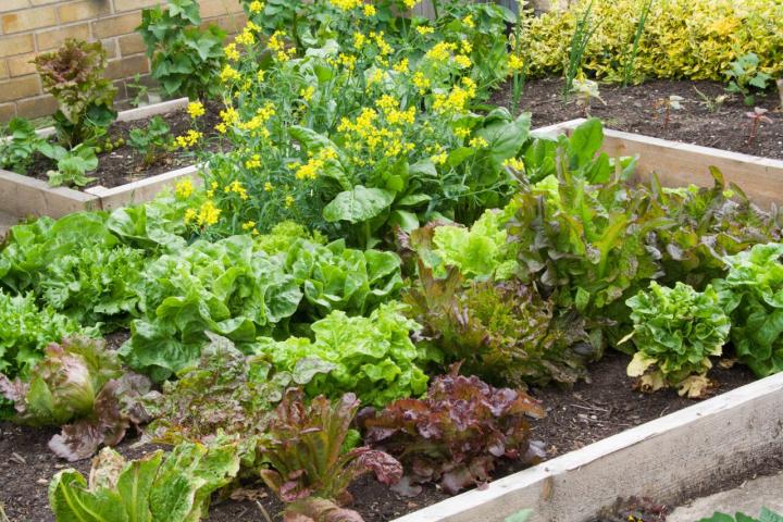 Salad Bar Raised Bed
