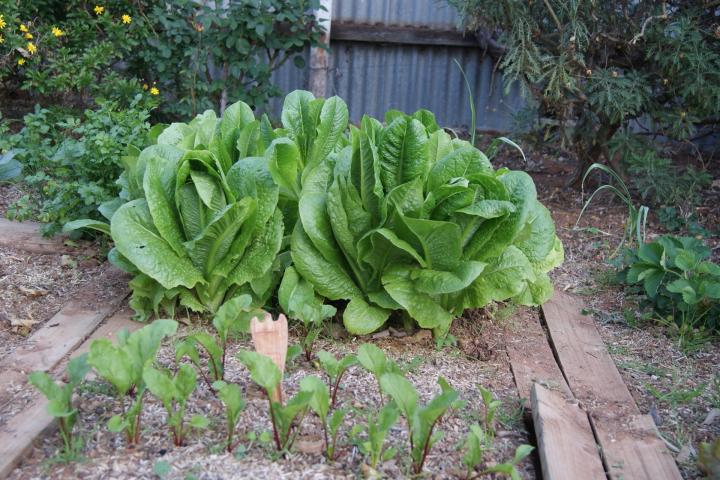 Romaine Lettuce Bed