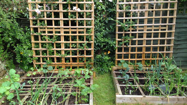 Vertical Trellis Beds