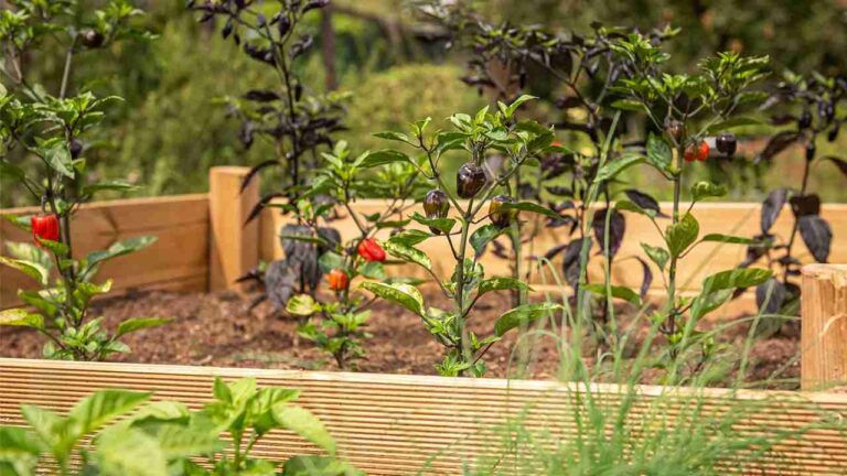 Raised Garden Beds vs In-Ground Beds: Pros and Cons for Beginners