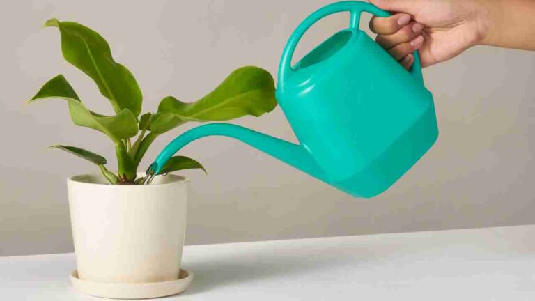 How Often Should I Water My Plants?