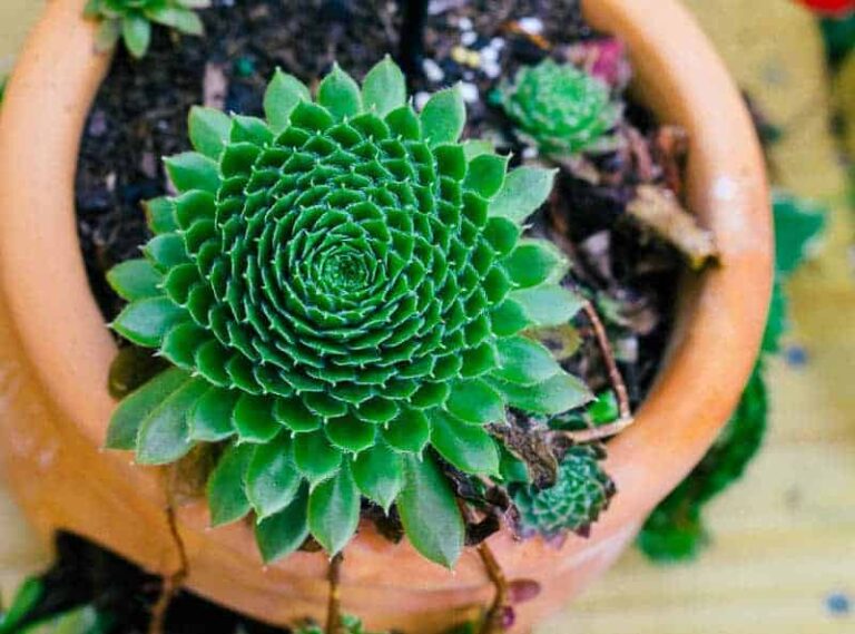 How to Plant Hens and Chicks Step by Step