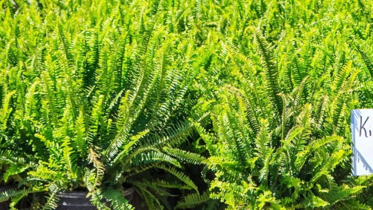 Kimberly Queen Fern Care: The Complete Guide for Healthy, Lush Growth