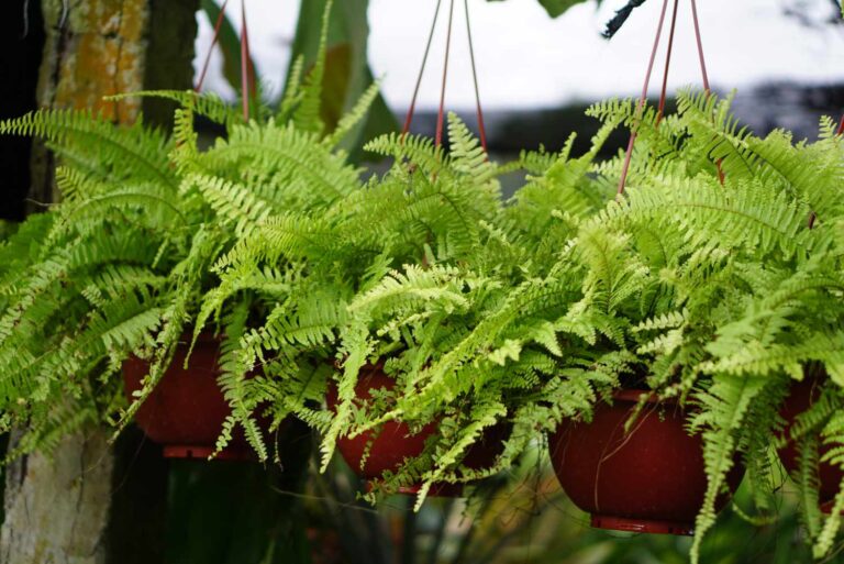 Best Soil for Kimberly Queen Ferns: Ideal Potting Mix Guide