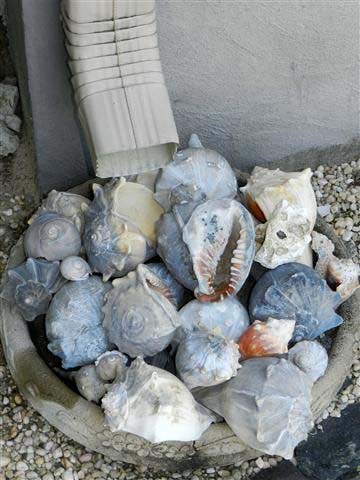 Decorative Seashell Basin