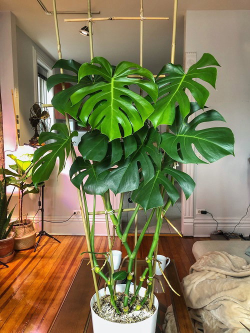 Bamboo Ladder Trellis