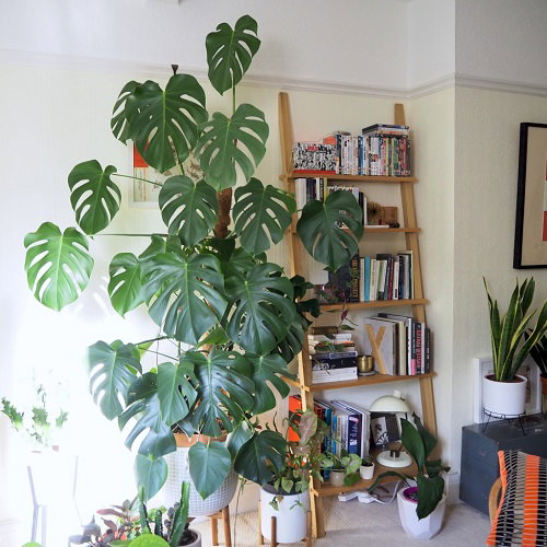 Wall Mounted Wooden Lattice Trellis