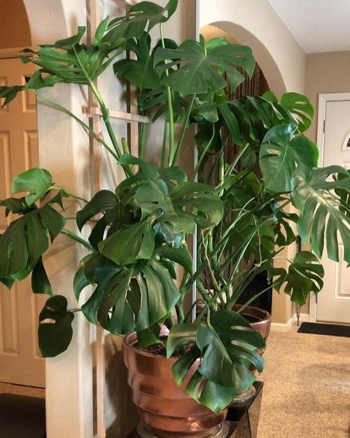 Leaf Shaped Wire Metal Trellis
