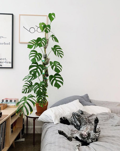 Floor Standing Moss Pole Extension