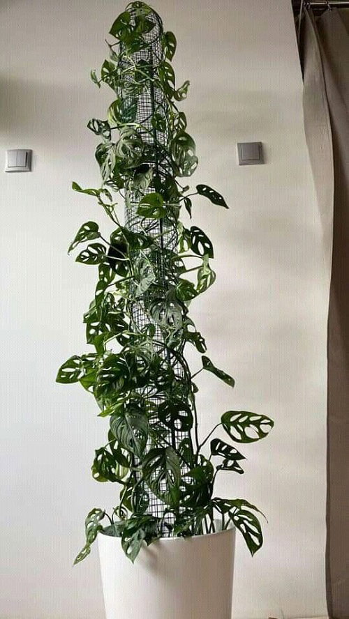 Wall Mounted Wooden Frame Arch