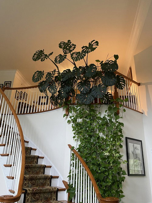 Black Iron Geometric Trellis