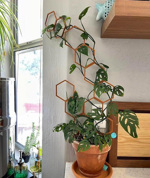 Wall Leaning Lattice Grid Trellis