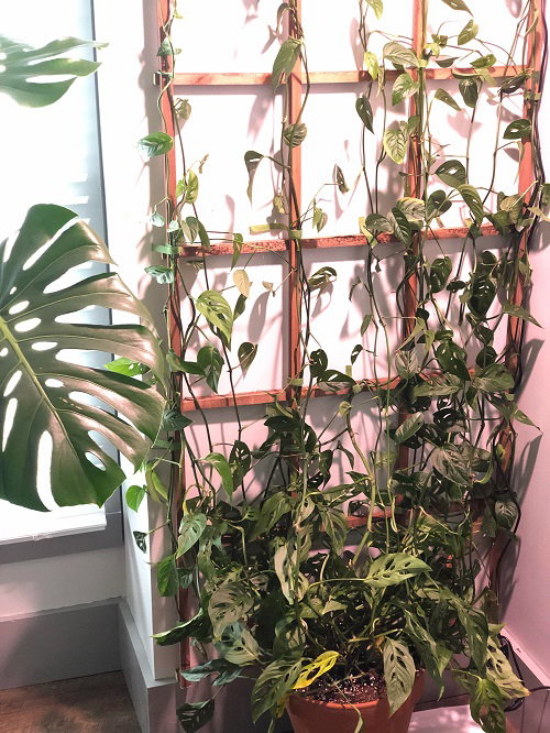 Circular Metal Hoop Trellis