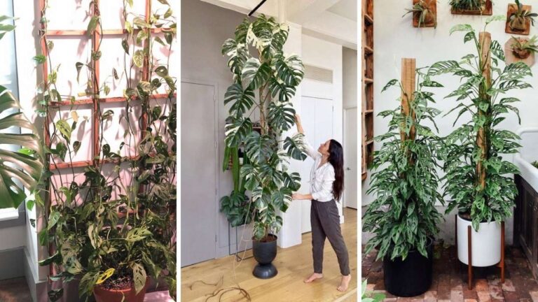 20+ Monstera Trellis Ideas for Beautiful Climbing Plants